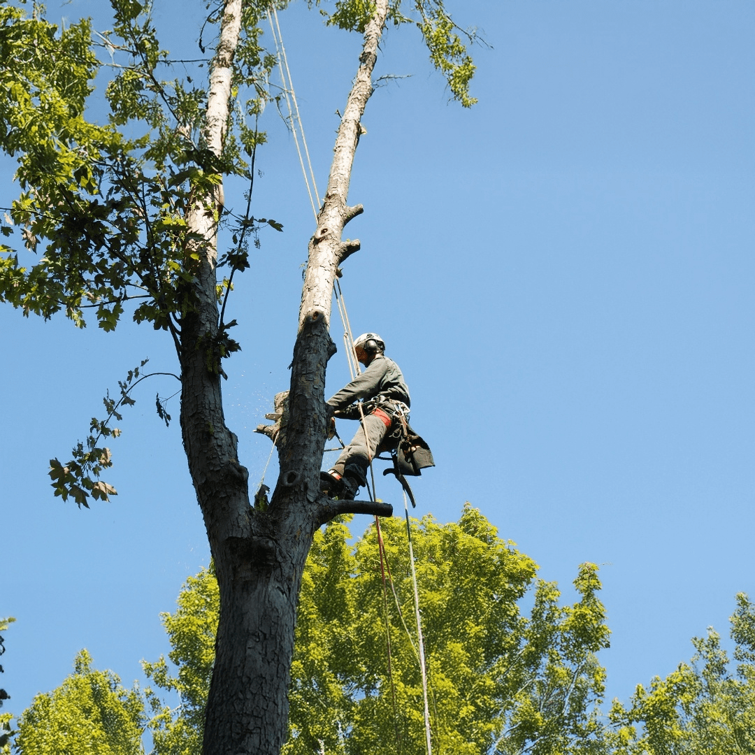 Tree Works Guide Tree Work FAQs | All Pro Tree & Crane, Inc.